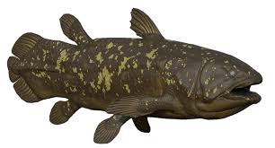 coelacanth.jpg