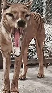 thylacine.jpg