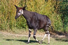 All Staff Posts okapi.jpg