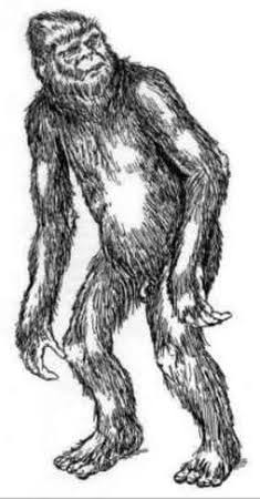 Is a mysterious primate roaming around Asia? almas.jpg
