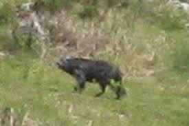 Is there a wildcat roaming loose in England? beast of dartmoor exmoor.jpg