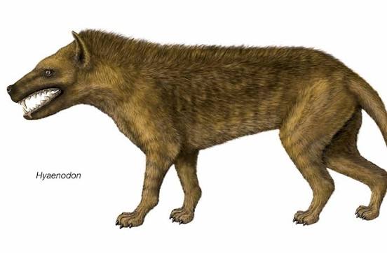 Is a werewolf terrorizing France? beast of gevaudan.jpg
