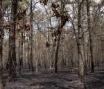 Haunted Pine Barrens