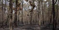 Haunted Pine Barrens pine barrens.jpg